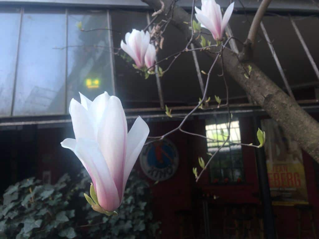 Magnolienblüten